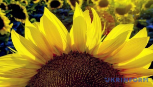 Image in photogallery