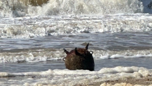 Image in photogallery