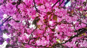 Image in photogallery